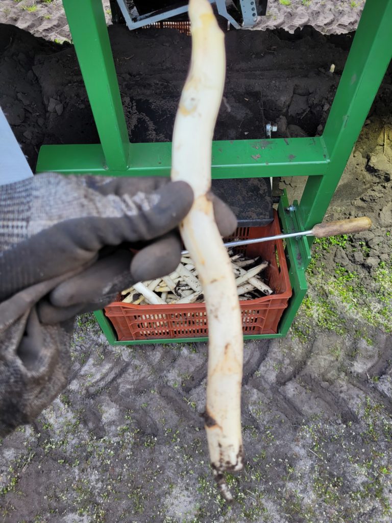 Une asperge tordue, même pas peur.